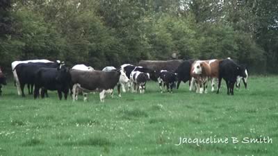 Suckler cows